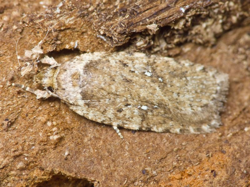 Lepidoptera
